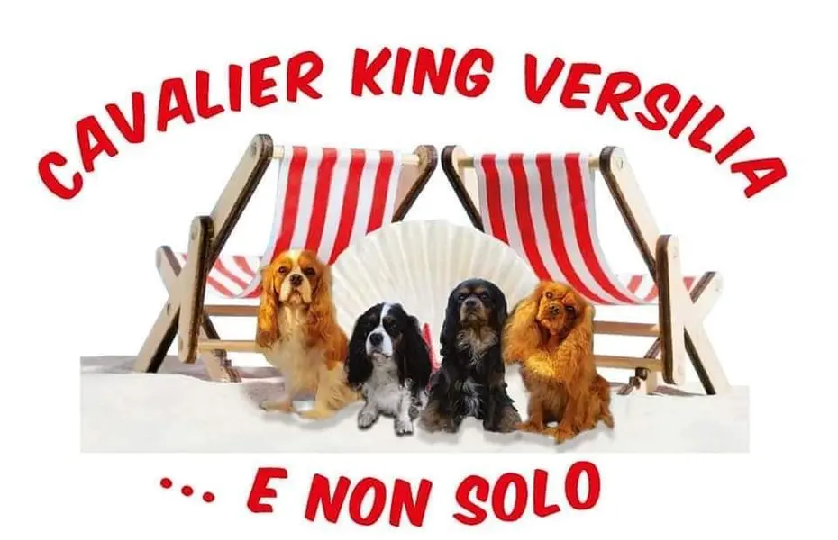 Raduno Cavalier King dal 24 Maggio al 25 Maggio 2025